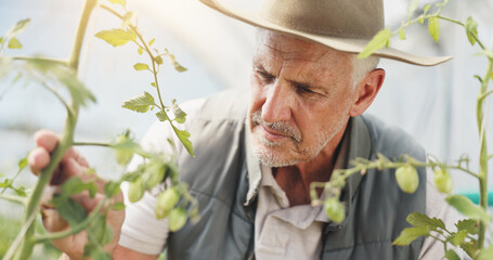 Wall Mural - Agriculture, inspection and checking for growth, man and harvest in greenhouse, farmer and serious. Sustainable business, production and mature person with plants, nature and quality assurance