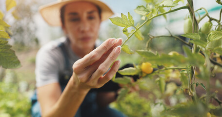 Wall Mural - Agriculture, inspection and woman with leaves, growth and checking for harvest, farmer or outdoor. Sustainable business, production and person with plants in environment or hand for quality assurance