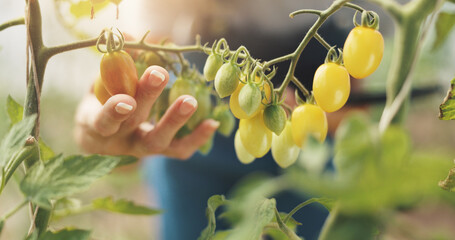 Wall Mural - Agriculture, inspection and hands with grapes, growth and checking for harvest, farmer and outdoor. Sustainable business, production and person with plants in environment, farm and quality assurance
