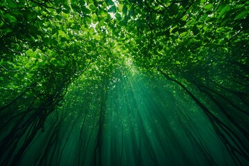 Sunbeams pierce lush forest canopy, mist, nature background, website