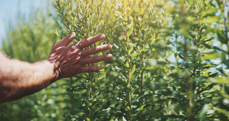 Wall Mural - Agriculture, hands and inspection of crops, closeup and checking for harvest, farmer and countryside. Sustainable business, production and person with plants in environment and quality assurance