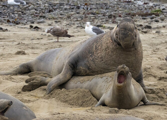 elephant seal mating season is december thru march.
