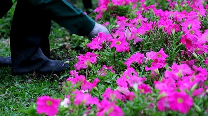 Wall Mural - footage of gardener caring bunch of hot pink petunias in the yard