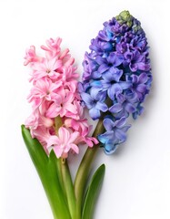 Wall Mural - Pink and Blue Hyacinth Flowers Blooming on White Background