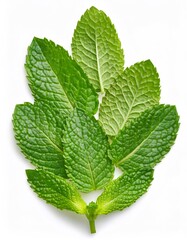 Poster - Fresh mint leaves showing detailed texture, isolated on white background