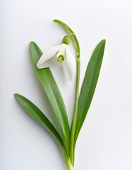 Wall Mural - Delicate snowdrop flower with fresh green leaves blooming on white background