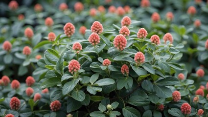 Wall Mural - Vibrant Matricaria Plant with Distinctive Coral Flower Buds Surrounded by Green Foliage and Ample Copy Space for Text Display