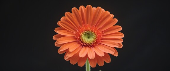 Canvas Print - Vibrant Orange Gerbera Flower Against Dark Background Showcasing Natural Beauty and Delicate Petals for Floral Design and Decoration