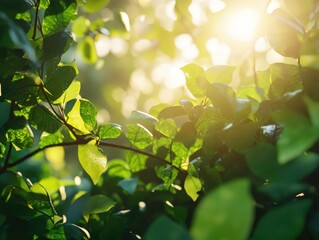 Wall Mural - Sunlight Filtering Through Lush Green Foliage: A Natural Light Show