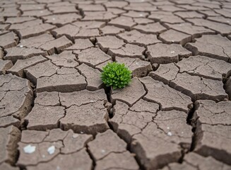 Poster - an image of a small plant growing out of a cracky ground, there is a small plant growing out of the cracky ground