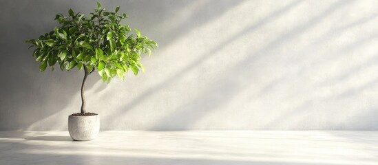 Poster - Lime Tree in Minimalist Interior Promoting Wellness with Natural Light and Copy Space for Text