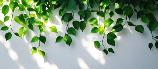 Poster - Green leafy vines cascading against a clean white wall creating a fresh and vibrant aesthetic in natural light.