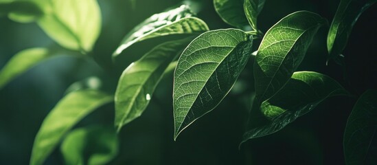 Canvas Print - Lush green leaves illuminated by soft natural light creating a serene and tranquil botanical atmosphere