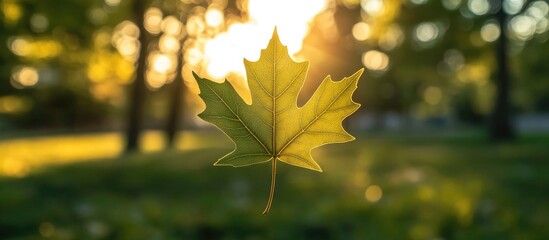 Wall Mural - Backlit maple leaf glowing in serene park setting with warm golden sunlight highlighting nature's beauty and tranquility