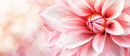 Poster - macro close-up of delicate pink and white dahlia petals with soft bokeh background