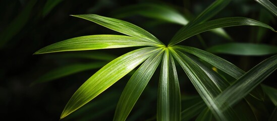 Wall Mural - macro photograph of vibrant green leaves backlit by sunlight providing a lush natural background wit