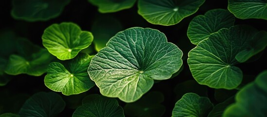 Wall Mural - close-up of vibrant green leaves backlit by sunlight creating a natural backdrop with space for over