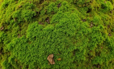 Canvas Print - Lush green moss on a textured surface