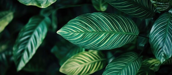 Wall Mural - macro view of vibrant green plant leaves showcasing intricate patterns and textures ideal for nature