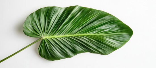 Wall Mural - Lush tropical palm leaf isolated on white background for creative design and decorative purposes