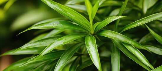 Wall Mural - Pandan leaves close-up showcasing its vibrant green color used for flavoring and aromatic enhancement in Asian cuisine.