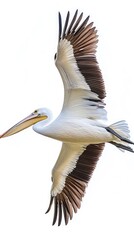 Wall Mural - Graceful Pelican Soaring Through a Clear Blue Sky with Wings Outstretched