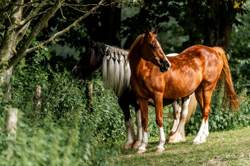 Wall Mural - horse equine behaviour living environment pretty summer green natural