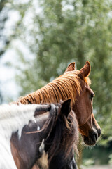 Wall Mural - horse equine behaviour living environment pretty summer green natural