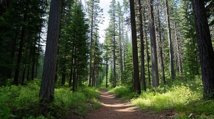 Peaceful hiking trail surrounded by tall trees and lush greenery in a beautiful forest : Generative AI