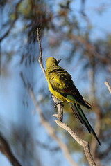 Poster - regent parrot