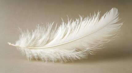 Close-up of a pristine white feather