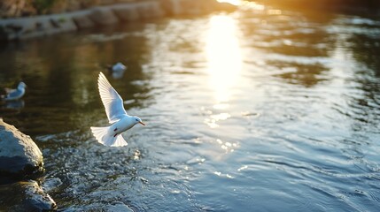 Fototapete - Graceful bird soaring over sunlit river in tranquil nature scene with shimmering water reflections : Generative AI