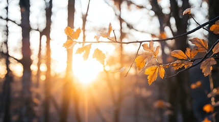 Aufkleber - Golden autumn leaves glowing in sunlight amongst trees during beautiful fall sunset : Generative AI