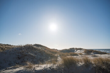 Wall Mural - Dry grass on dunes by Baltic sea.