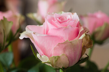 Wall Mural - In the photo a bouquet of pink roses close-up