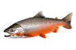 © Jn - Isolated Large Red Salmon Ready to Spawn