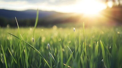 Fototapete - Vibrant close up of green grass illuminated by golden sunlight during sunset in a peaceful natural landscape : Generative AI