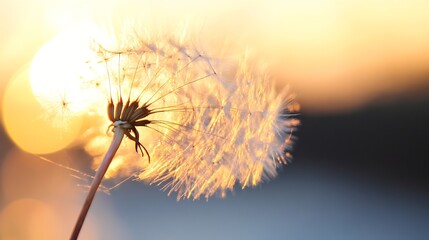 Fototapete - Closeup of a delicate dandelion fluff illuminated by warm sunlight at dusk : Generative AI