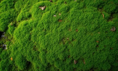 Canvas Print - Vibrant green moss covering the ground