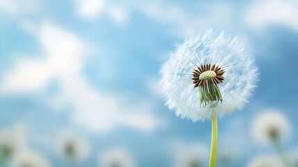 Poster - Artistic close up of dandelion seed head against blue sky creating a dreamy and peaceful atmosphere : Generative AI