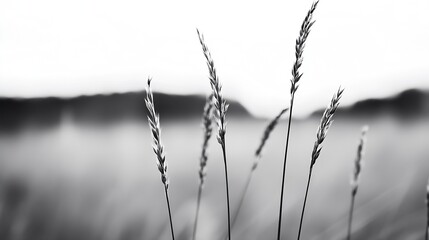 Aufkleber - Elegant tall grass in monochrome capturing the essence of nature's minimalism : Generative AI