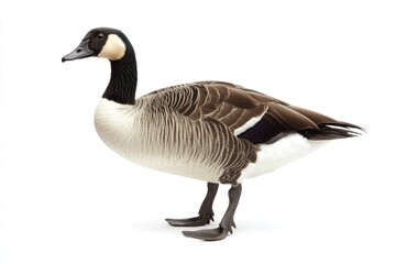 Wall Mural - A single goose standing on a white background