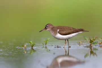 Wall Mural - bird common sandpiper actitis hypoleucos small migratory bird, summer time poland europe