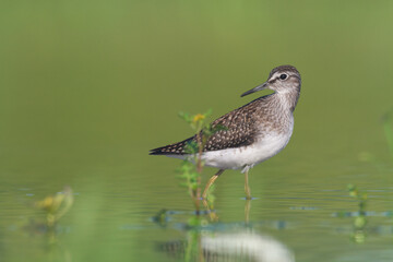 Wall Mural - shorebirds - wood sandpiper tringa glareola, wildlife poland europe summer time migratory bird