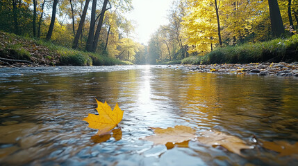 Canvas Print - gentle stream flowing through quiet forest with golden leaves