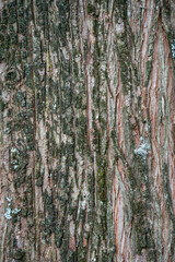 Wall Mural - metasequoia glyptostroboides brown tree bark, macro close up texture background, commonly known as d