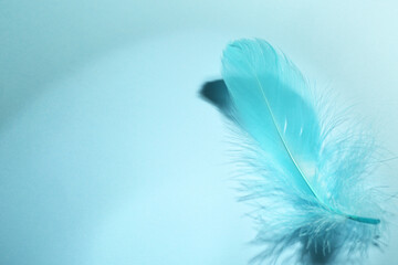 Wall Mural - One fluffy feather on light blue background, closeup. Space for text