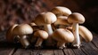 © MaxBright - Fresh mushrooms gathered together on a rustic wooden surface for natural food concept