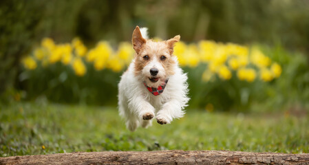 Wall Mural - Cute happy pet dog running and jumping in spring on daffodil flowers background. Easter, springtime joy banner.