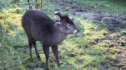 Wall Mural - Tufted deer stands on the grass and chews the cud on a sunny day